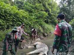 Usai 3 Harimau, Kini Gajah yang Ditemukan Mati di Aceh Timur