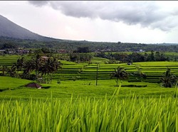 Yuk! Cuci Mata dengan Memandang Hijaunya Hamparan Sawah Jatiluwih