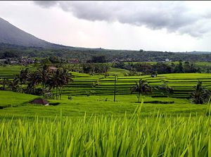 Yuk! Cuci Mata dengan Memandang Hijaunya Hamparan Sawah Jatiluwih Yuk! Cuci Mata dengan Memandang Hijaunya Hamparan Sawah Jatiluwih