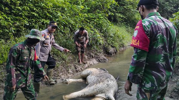Pilu, Seekor Gajah Ditemukan Mati di Aceh Timur