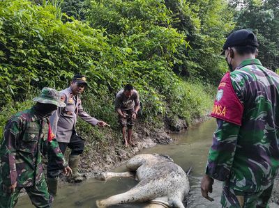 Pilu, Seekor Gajah Ditemukan Mati di Aceh Timur