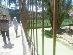 Serulingmas Buka Lagi Setelah Insiden Perawat Satwa Diterkam Harimau