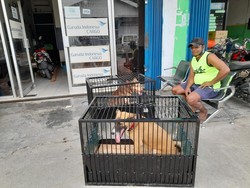 Bisakah Anjing atau Kucing Dibawa Naik Pesawat?