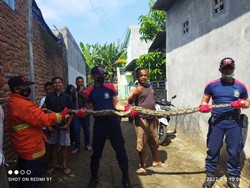 Warga Kediri Ini Kaget Mesin Cucinya Dipakai Sembunyi Ular Sanca 4 Meter