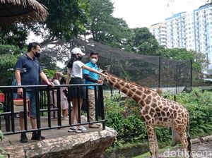 RK Dukung Pemkot Bandung Segel Bunbin, Yayasan Margasatwa Heran RK Dukung Pemkot Bandung Segel Bunbin, Yayasan Margasatwa Heran