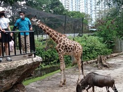 Cerita Sang Perawat Lebaran Bersama Satwa, tak Bisa Kumpul Bareng Keluarga