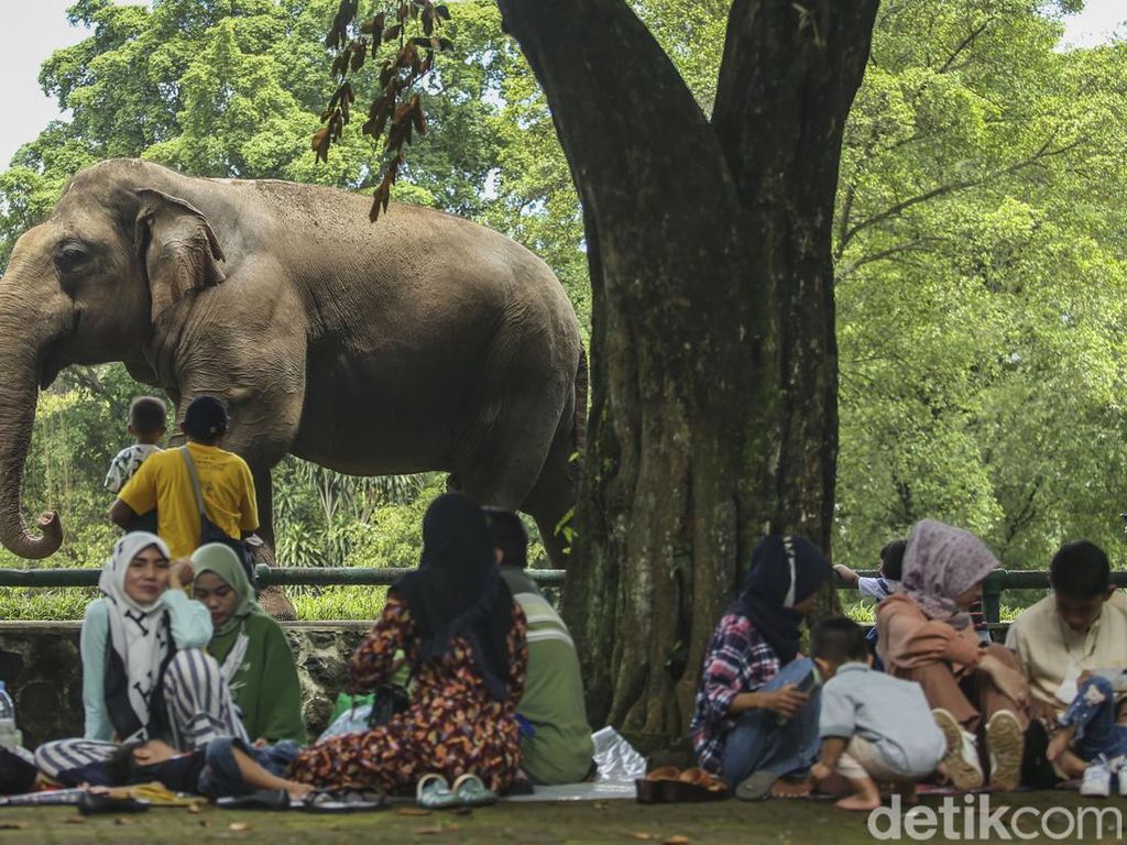 Antusias Warga Kunjungi Taman Margasatwa Ragunan Antusias Warga Kunjungi Taman Margasatwa Ragunan