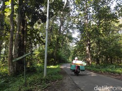 Jangan Ambil Apapun di Hutan Jati Donoloyo Wonogiri, Ini Akibatnya