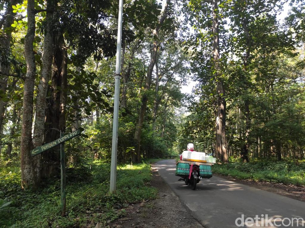 Jangan Ambil Apapun di Hutan Jati Donoloyo Wonogiri, Ini Akibatnya Jangan Ambil Apapun di Hutan Jati Donoloyo Wonogiri, Ini Akibatnya