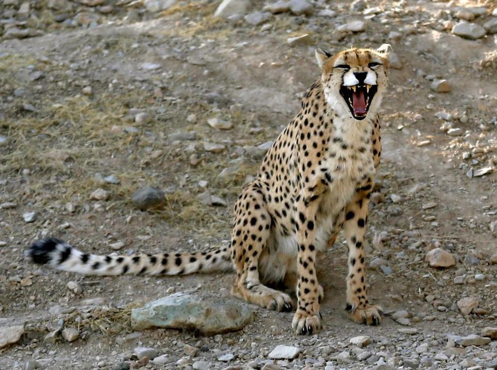Kabar Baik! 3 Cheetah Asia Lahir di Iran