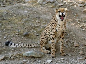 Kabar Baik! 3 Cheetah Asia Lahir di Iran Kabar Baik! 3 Cheetah Asia Lahir di Iran