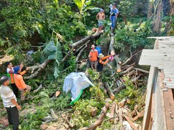Brakk! Pohon Pete Ambruk Timpa 2 Rumah Warga Crangang Kudus