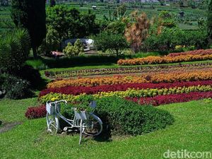 Main Bareng Kelinci Hingga Swafoto Instagramable di Happy Farm Ciwidey