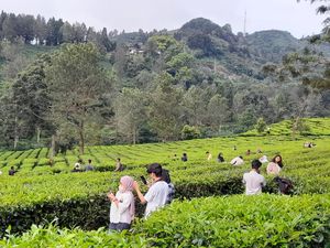 Cuma Bayar Parkir, Kebun Teh Puncak Diserbu Wisatawan di Hari Kedua Lebaran Cuma Bayar Parkir, Kebun Teh Puncak Diserbu Wisatawan di Hari Kedua Lebaran