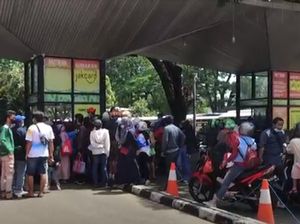 Pengunjung Tak Tahu Beli Tiket Online, Ragunan: Sejak Awal Pandemi Pengunjung Tak Tahu Beli Tiket Online, Ragunan: Sejak Awal Pandemi