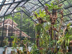 Tertarik Lihat Tumbuhan Karnivora Asli Indonesia? Di Sini Lho Tempatnya!