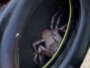 Kelakuan Hewan Ini Bikin Merinding yang Melihat