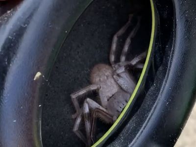 Kelakuan Hewan Ini Bikin Merinding yang Melihat