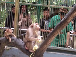 Atraksi Menggemaskan Satwa di Ragunan Makan Ketupat di Momen Lebaran