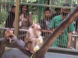 Atraksi Menggemaskan Satwa di Ragunan Makan Ketupat di Momen Lebaran Atraksi Menggemaskan Satwa di Ragunan Makan Ketupat di Momen Lebaran