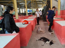 Anjing Liar Meresahkan, Gigit 4 Orang-Dikhawatirkan Rabies