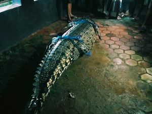 Detik-detik Mengerikan Buaya Bertamu ke Rumah Warga Saat Banjir di Kutim Detik-detik Mengerikan Buaya Bertamu ke Rumah Warga Saat Banjir di Kutim