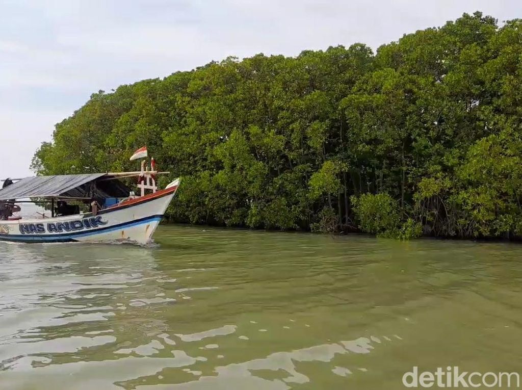 Hutan Mangrove Brebes, Destinasi Wisata Favorit Saat Libur Lebaran