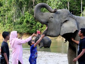 Lebih Dekat dengan Gajah Sumatra di Wisata Edukasi Aceh Jaya Lebih Dekat dengan Gajah Sumatra di Wisata Edukasi Aceh Jaya