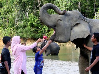 Lebih Dekat dengan Gajah Sumatra di Wisata Edukasi Aceh Jaya