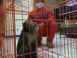 Serang 2 Warga, Seekor Monyet Liar Ditangkap Damkar Klaten
