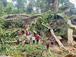 Pohon Tua Tumbang di Jatiluwih, Timpa Dua Pura