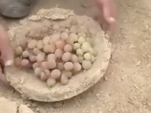 Kangina, Cara Alami Awetkan Buah Anggur hingga 6 Bulan Khas Afghanistan Kangina, Cara Alami Awetkan Buah Anggur hingga 6 Bulan Khas Afghanistan