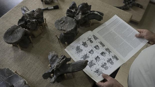 Argentine paleontologist Fernando Novas compares with a book, the fossilized bones of Maip macrothorax, the newly identified megaraptor dinosaur that inhabited the Argentinian Patagonian, at his office in the Bernardino Rivadavia Argentine Museum of Natural Science, in Buenos Aires on May 2, 2022. - Argentine palaeontologists recently announced the discovery of an apex-predator dinosaur in southern Argentina, the largest megaraptor unearthed to date, the 