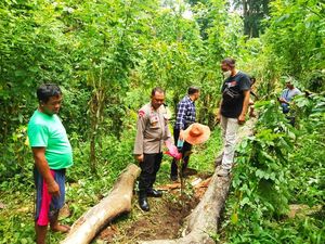 Nahas! Tertimpa Pohon Besar, Warga Penyaringan Tewas Seketika