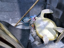 Akhir Libur Lebaran, Penyu Ciletuh Rebahan-Tumpukan Sampah