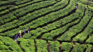 Agrowisata Kebun Teh Puncak Ramai Dikunjungi Wisatawan