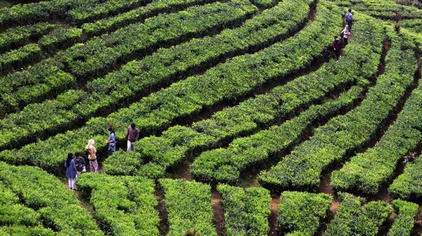 Agrowisata Kebun Teh Puncak Ramai Dikunjungi Wisatawan