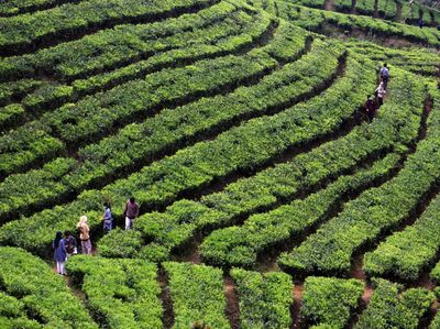 Agrowisata Kebun Teh Puncak Ramai Dikunjungi Wisatawan