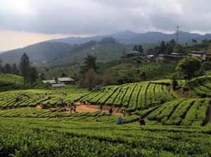 Pengertian Agrowisata, Manfaat, hingga Destinasi Agrowisata di Indonesia