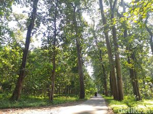 Jati Hutan Donoloyo, Kayu Pilihan Wali Songo Saat Dirikan Masjid Demak Jati Hutan Donoloyo, Kayu Pilihan Wali Songo Saat Dirikan Masjid Demak