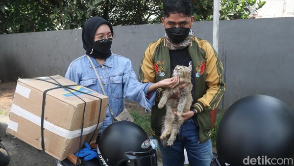 Kucing Persia Asal Cilacap Ini Ikutan Mudik Lho