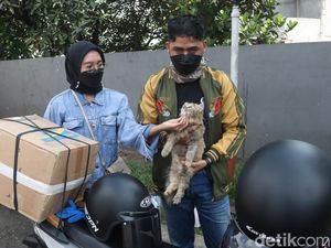 Kucing Persia Asal Cilacap Ini Ikutan Mudik Lho