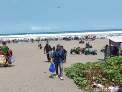 Awas Tersengat! Ubur-ubur Mulai Bermunculan di Pantai Parangtritis
