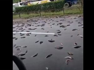 Pikap Terguling di Tol Merak, Muatan Ikan Berceceran Tumpah ke Jalan Pikap Terguling di Tol Merak, Muatan Ikan Berceceran Tumpah ke Jalan