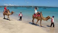 Menikmati Indahnya Pantai Kelan Bali Sambil Naik Unta