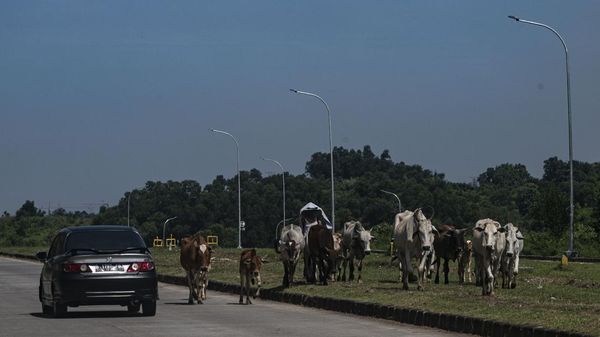 Saat Sapi Ikut Wara-wiri di Jalur Alternatif Menuju Jabodetabek