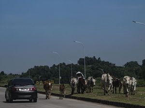 Saat Sapi Ikut Wara-wiri di Jalur Alternatif Menuju Jabodetabek