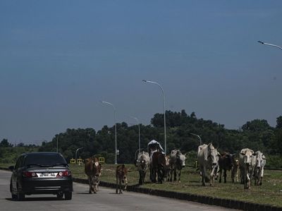 Saat Sapi Ikut Wara-wiri di Jalur Alternatif Menuju Jabodetabek