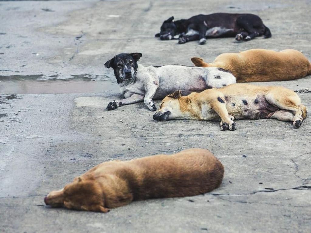 7 Warga Dauh Peken Tabanan Diserang Anjing Rabies, Tiga Belum VAR