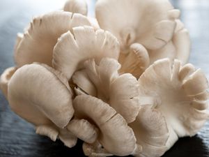 Jamur Tiram: Klasifikasi, Habitat, Cara Budi Daya, dan Manfaat